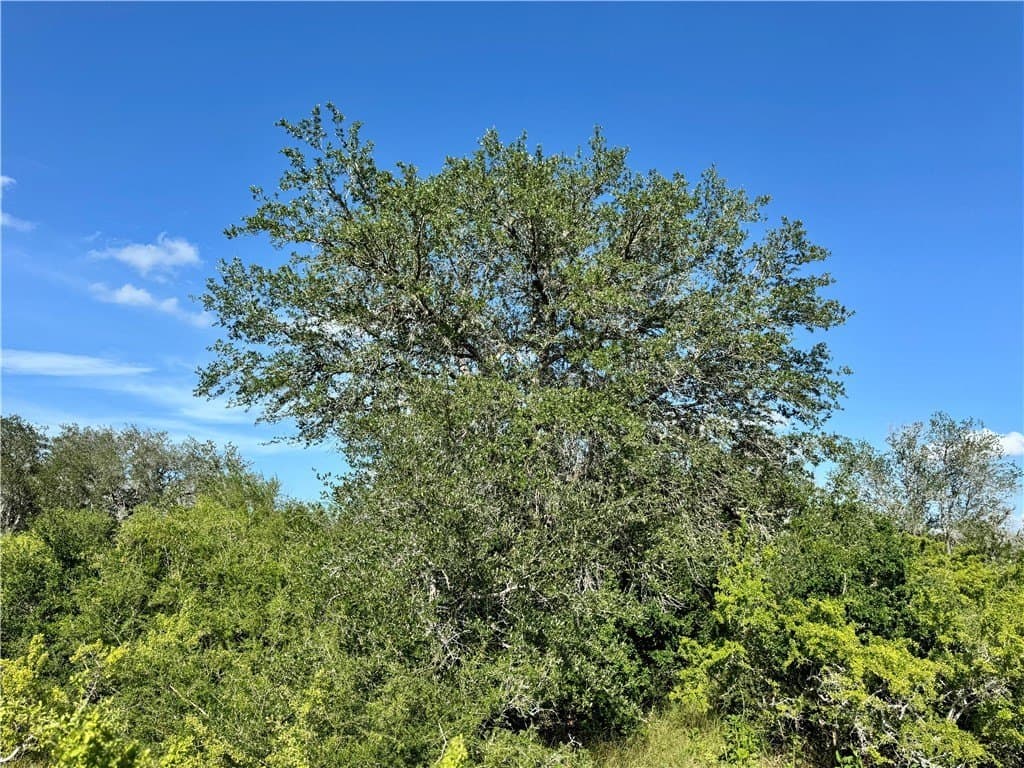 39.59 acres in Bee County - photo 20