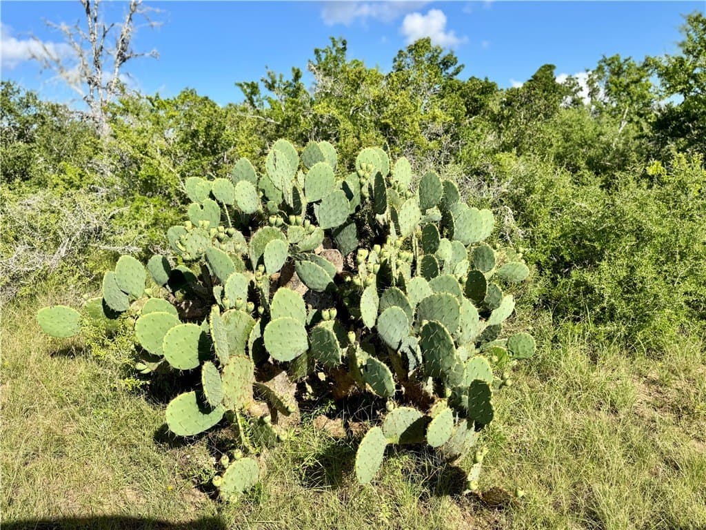 39.59 acres in Bee County - photo 15