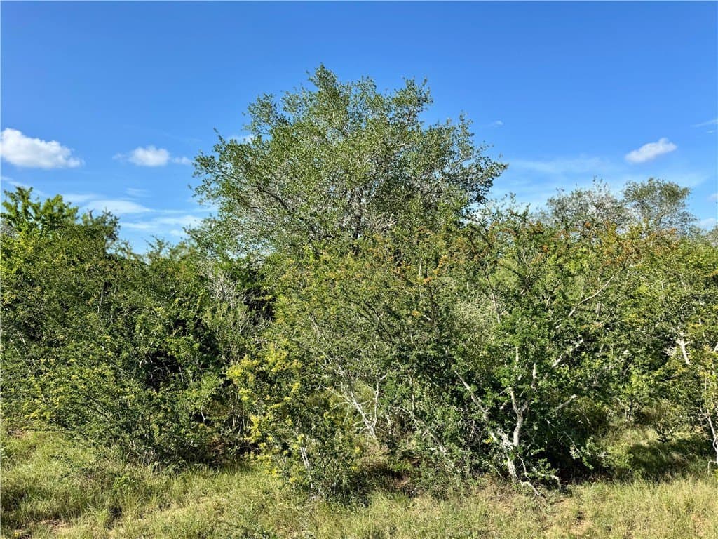 39.59 acres in Bee County - photo 13