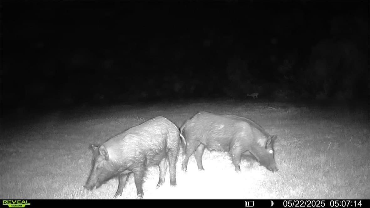 39.59 acres in Bee County - photo 35