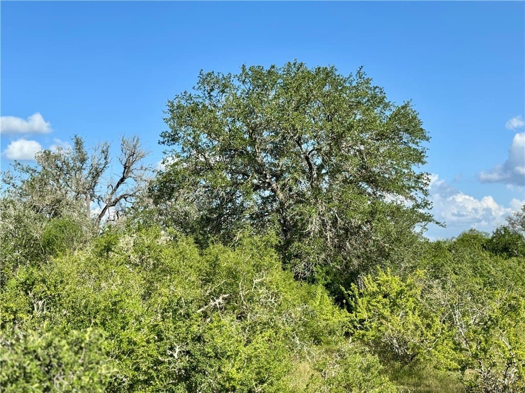39.59 acres in Bee County - photo 19