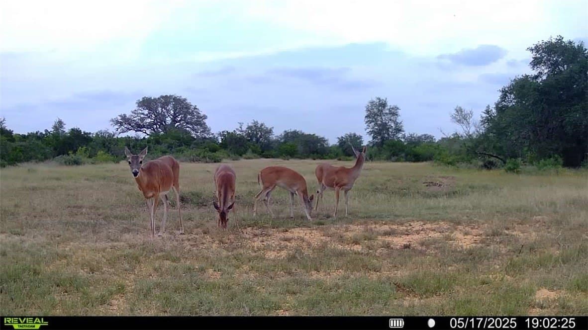 39.59 acres in Bee County - photo 39