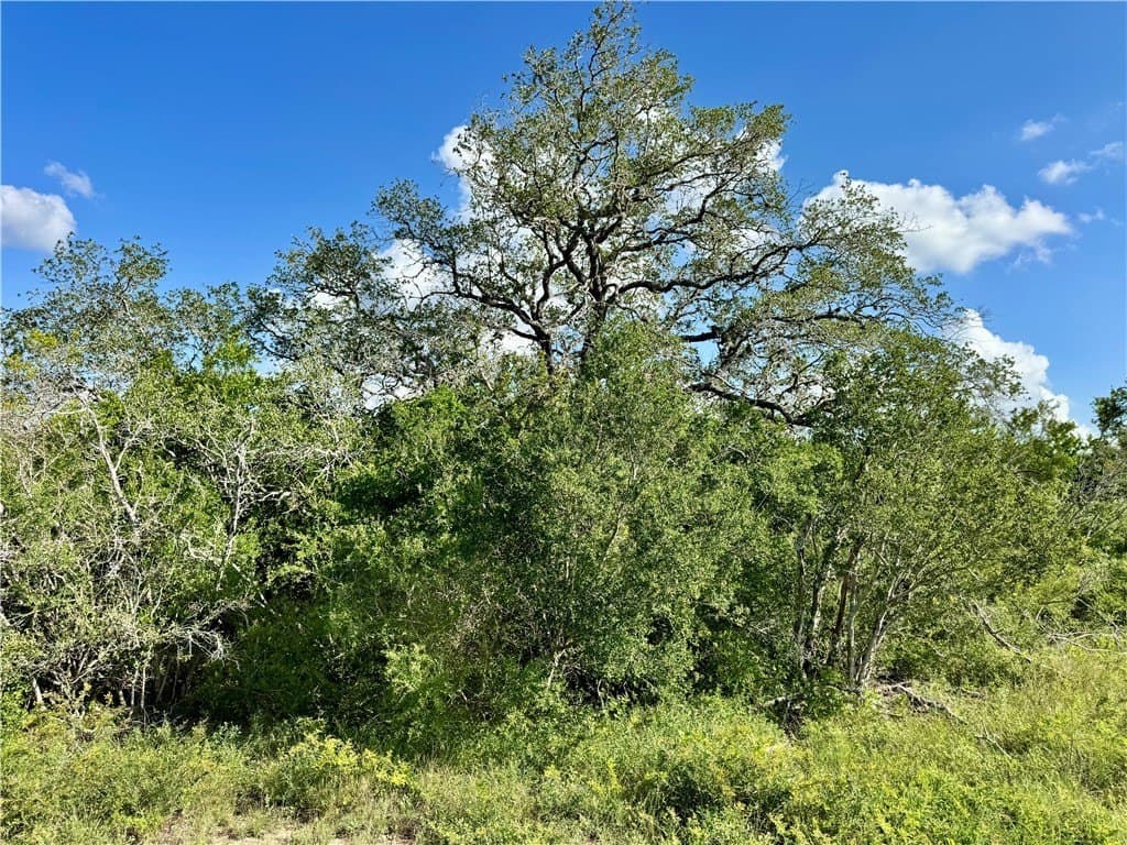 39.59 acres in Bee County - photo 10