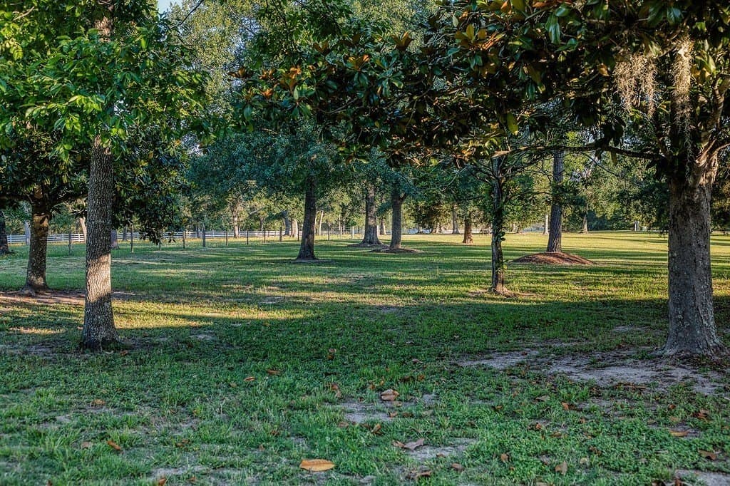 51 acres in Austin County - photo 18