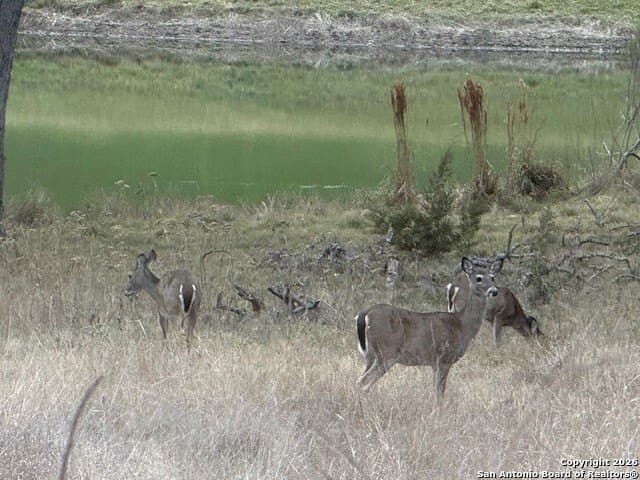 0.22 acres in Blanco County - photo 26