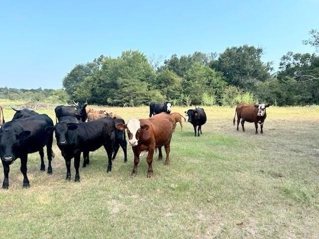 16.5 acres in Freestone County - photo 2