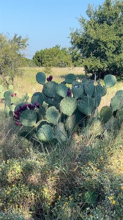 20 acres in Bosque County - photo 13