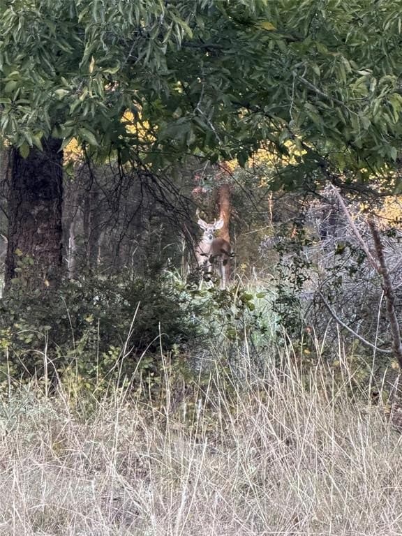 20 acres in Bosque County - photo 19