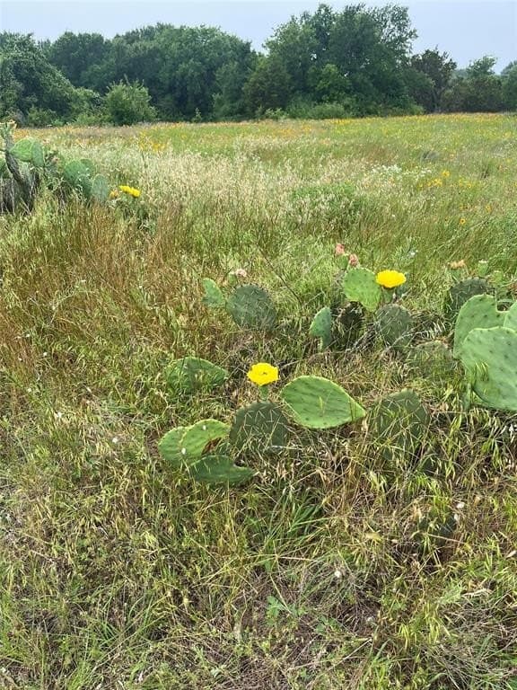 20 acres in Bosque County - photo 20