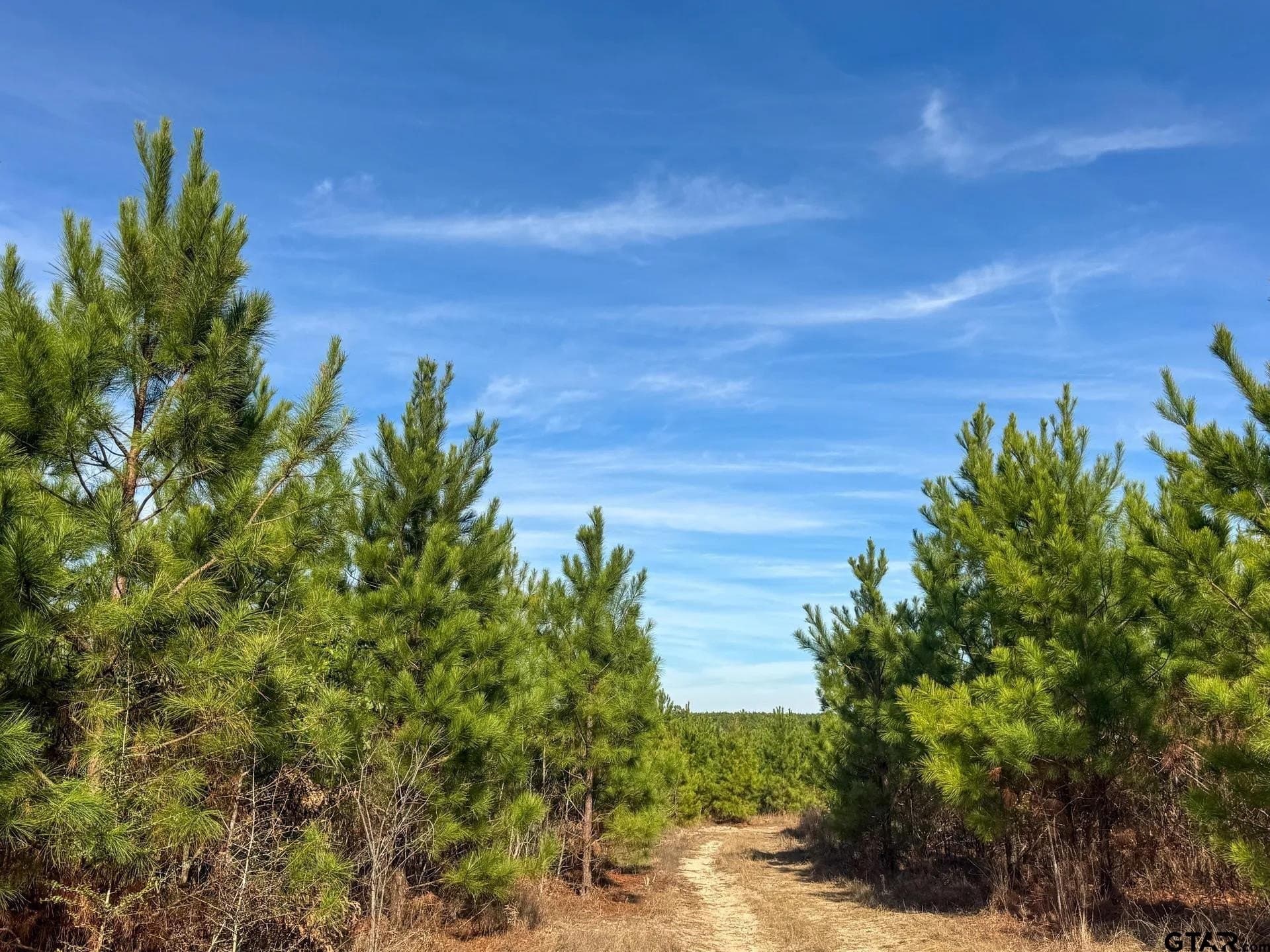 78 acres in Marion County - photo 21
