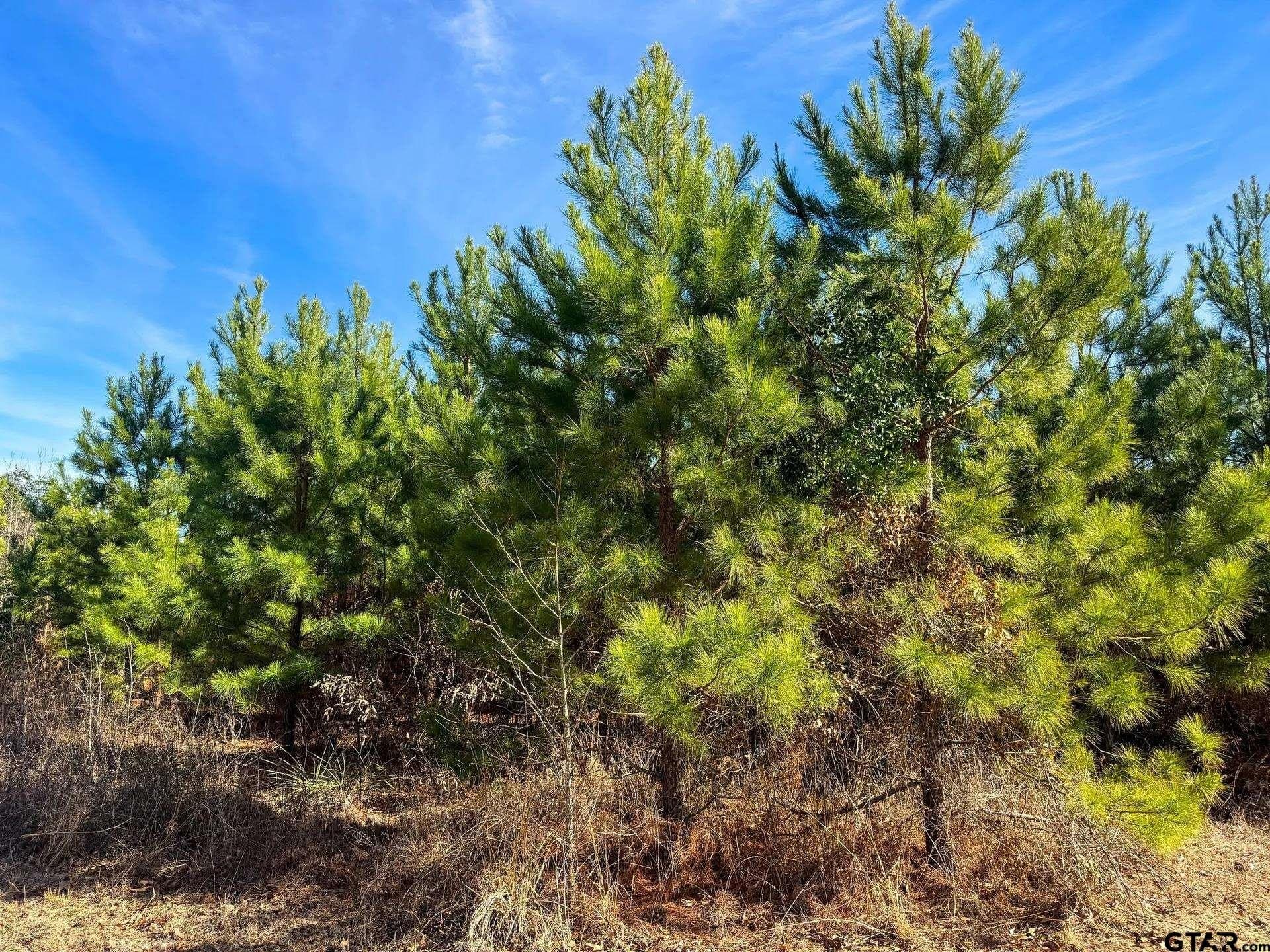 78 acres in Marion County - photo 17
