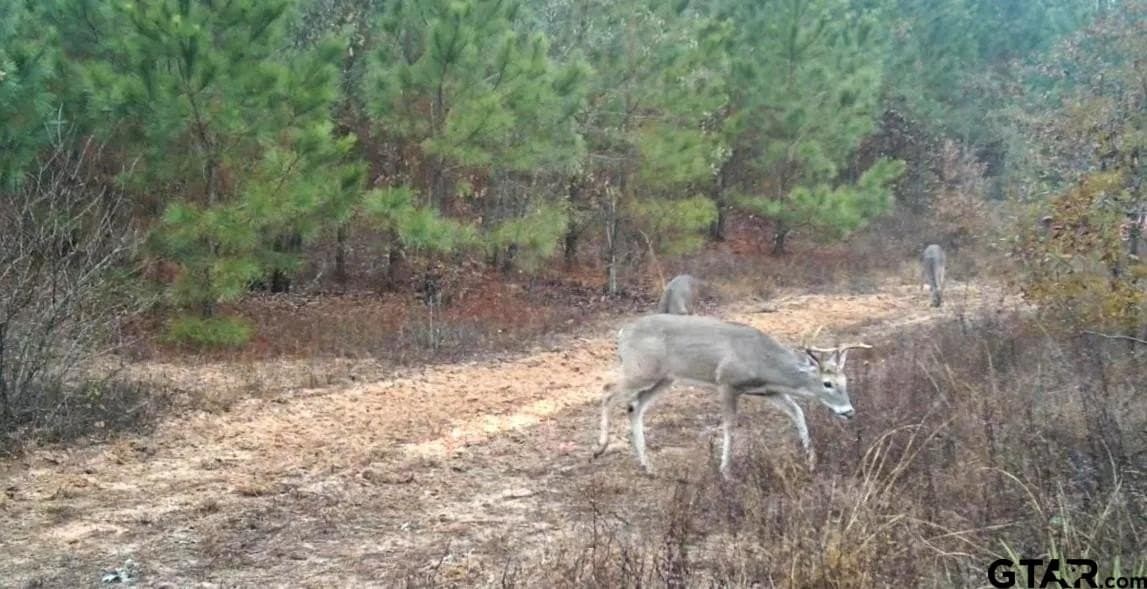 78 acres in Marion County - photo 28