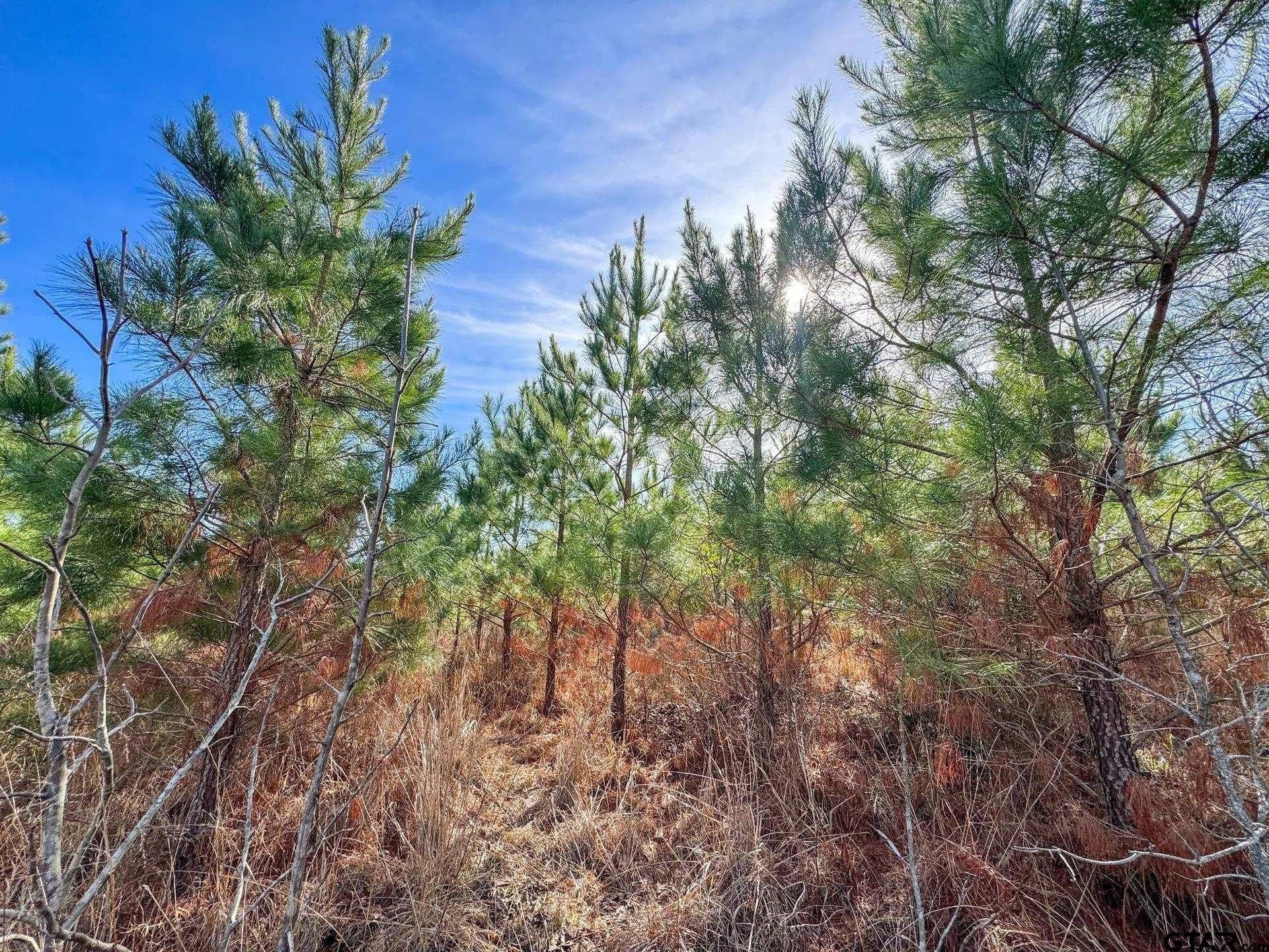 78 acres in Marion County - photo 20