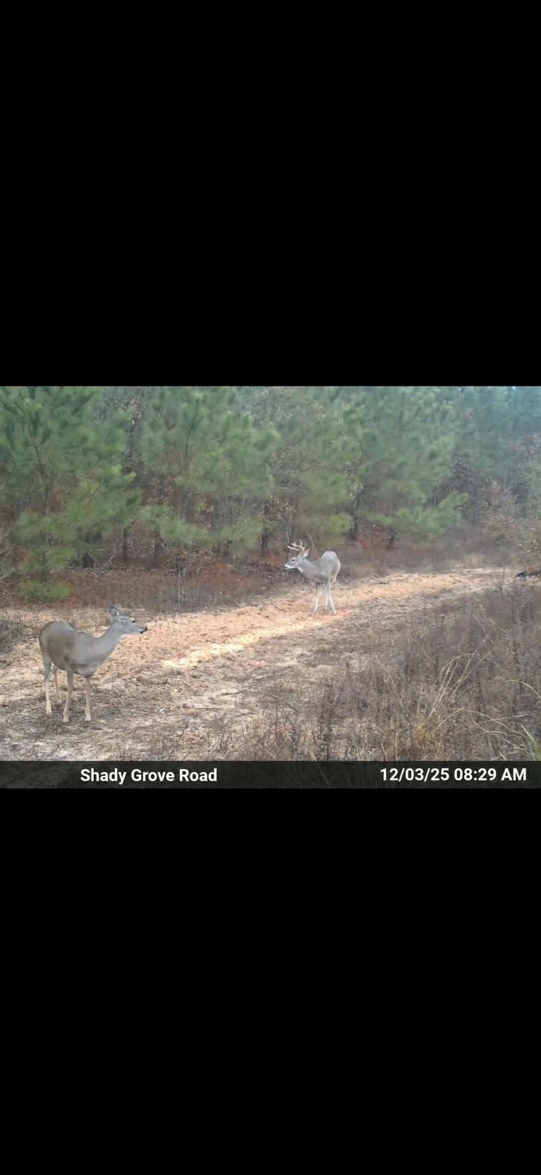 78 acres in Marion County - photo 31