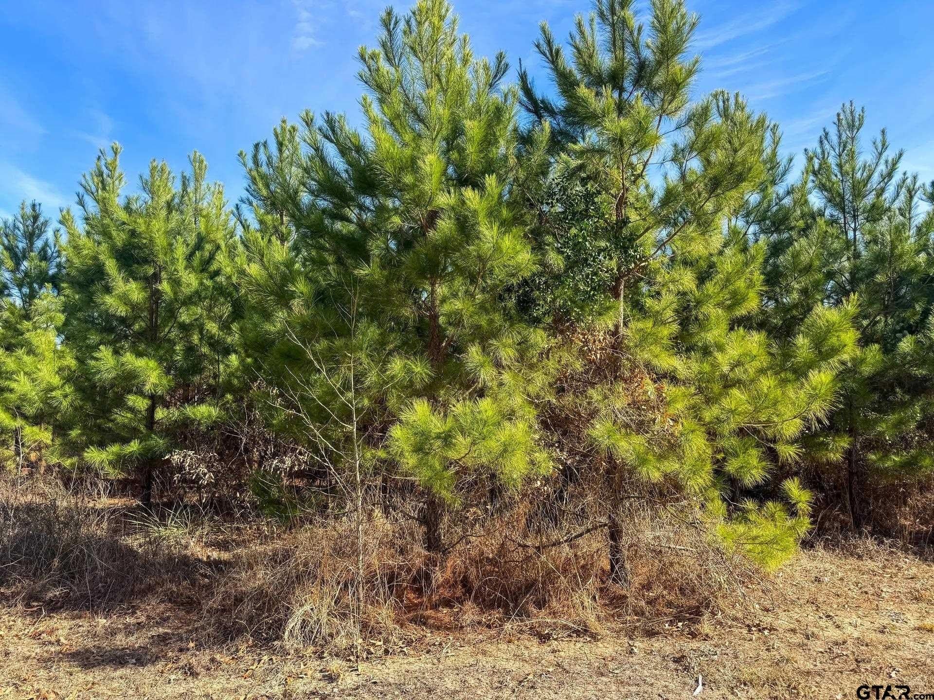 78 acres in Marion County - photo 18