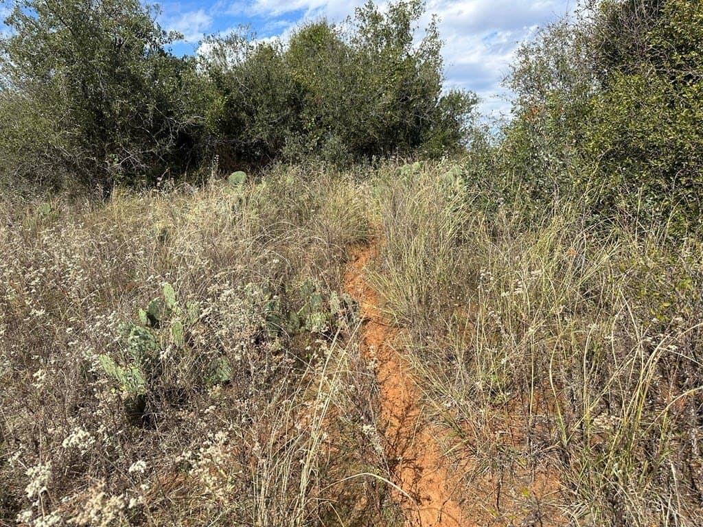 20.05 acres in Taylor County - photo 6