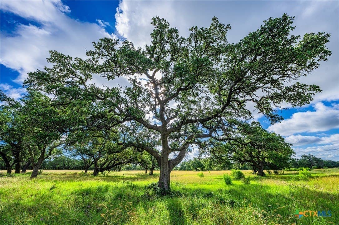 177 acres in Blanco County - photo 39