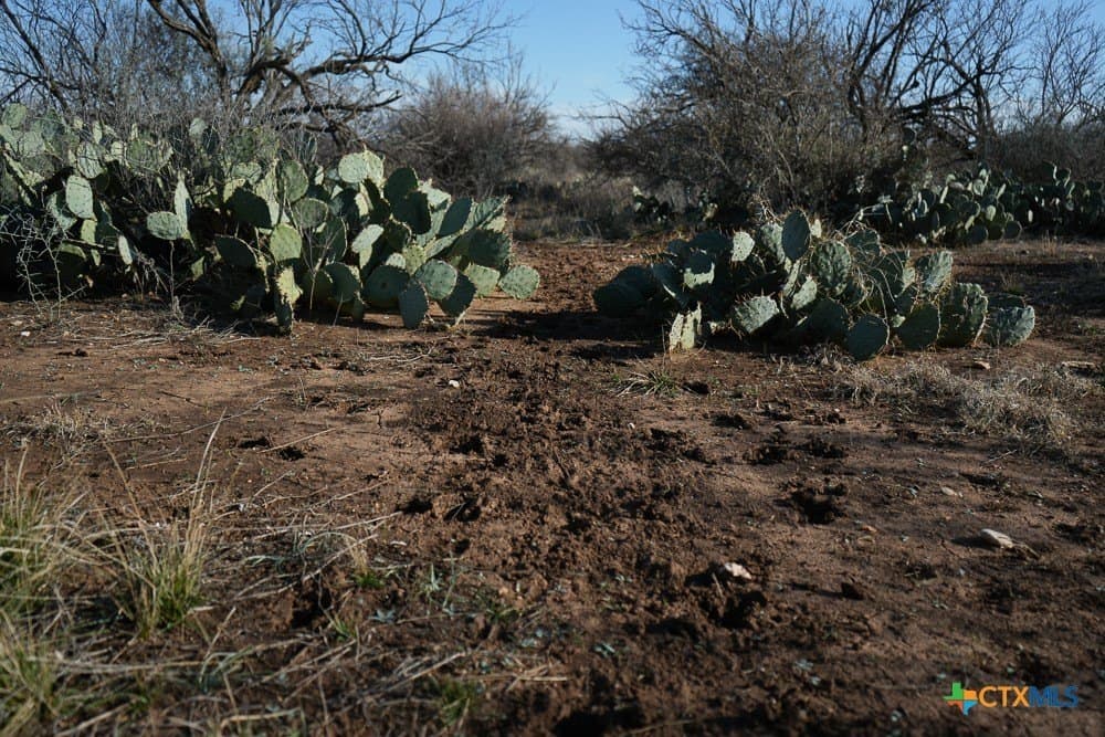 50 acres in McCulloch County - photo 21