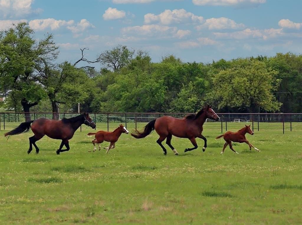 25.93 acres in Denton County - photo 6