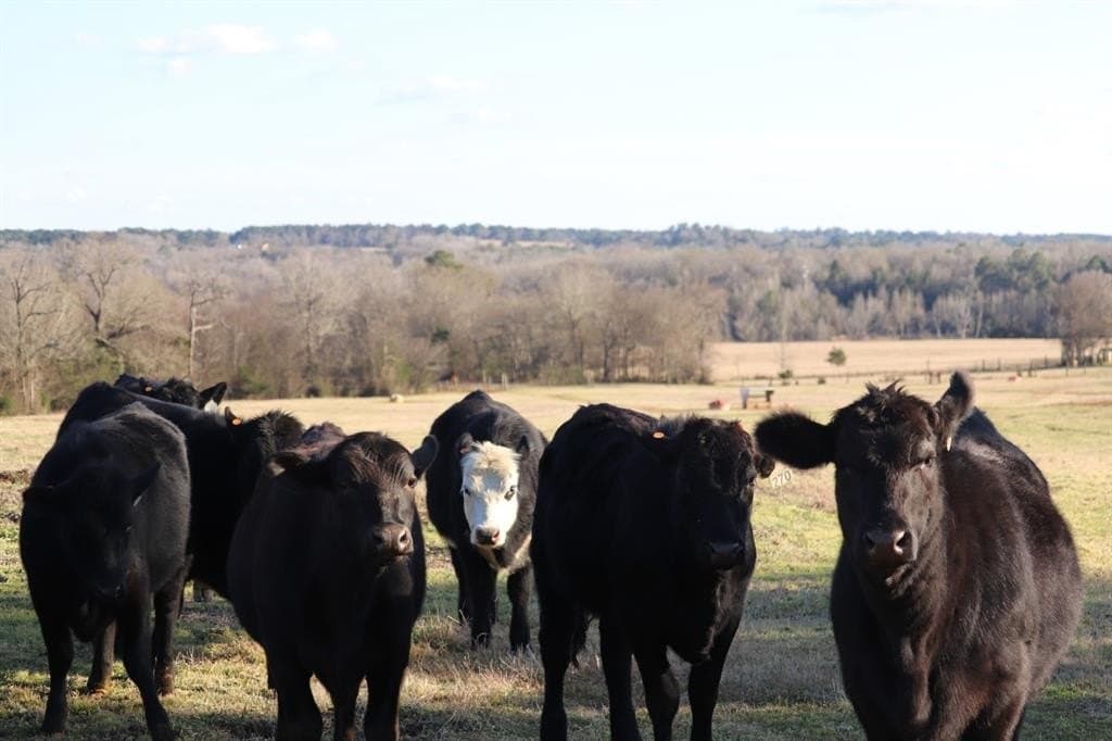 1,640 acres in Anderson County - photo 17