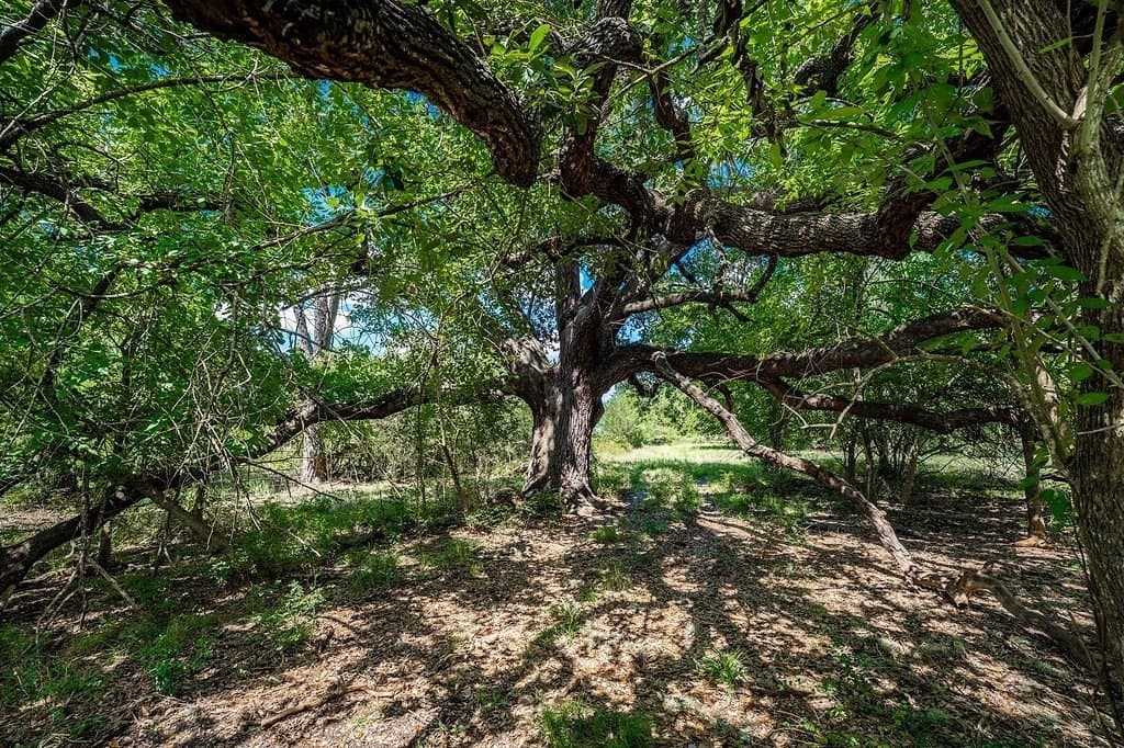52.16 acres in Colorado County - photo 5