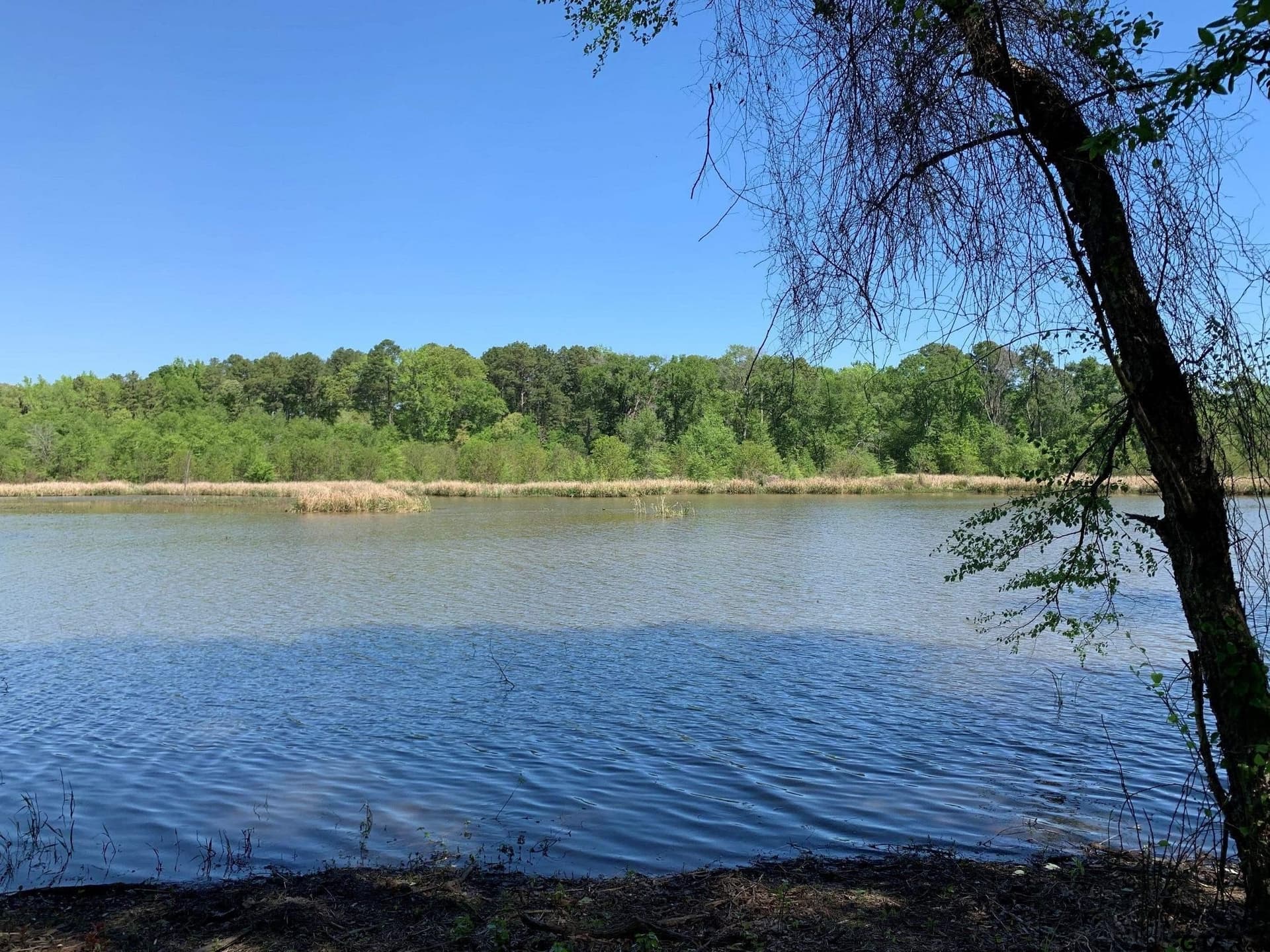 42.53 acres in Henderson County - photo 6