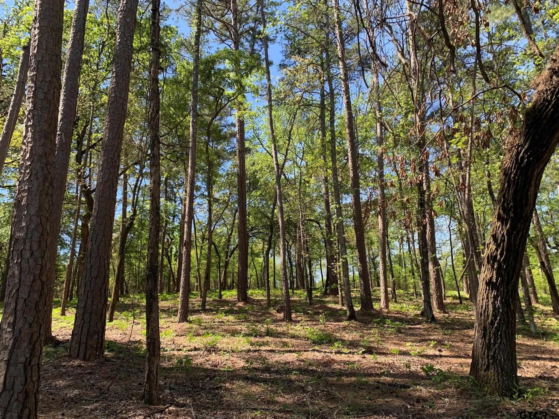 42.53 acres in Henderson County - photo 8