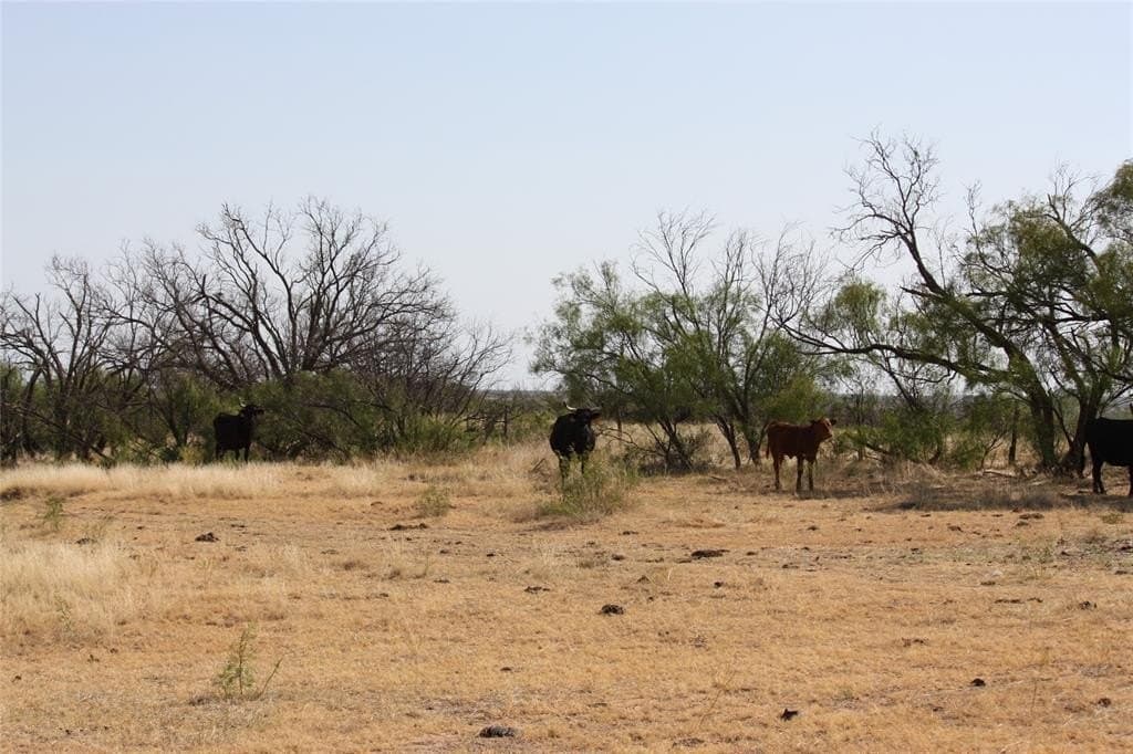 319 acres in Baylor County - photo 15