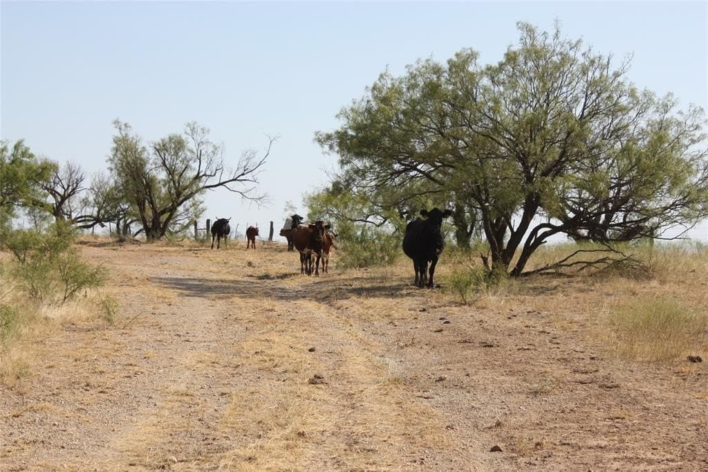 319 acres in Baylor County - photo 12
