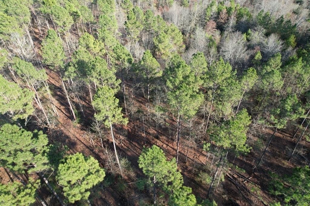 22 acres in Panola County - photo 2