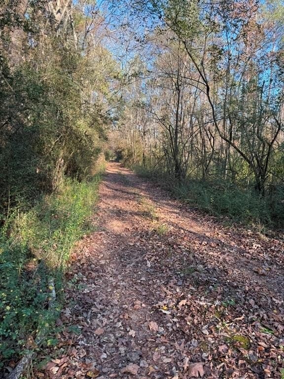 22 acres in Panola County - photo 6