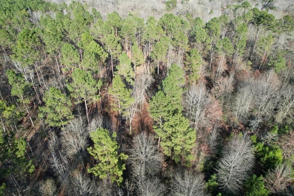 22 acres in Panola County - photo 3