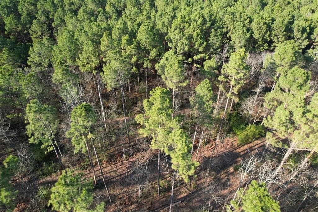22 acres in Panola County - photo 4