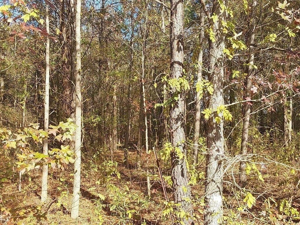 3 acres in Cass County - photo 2