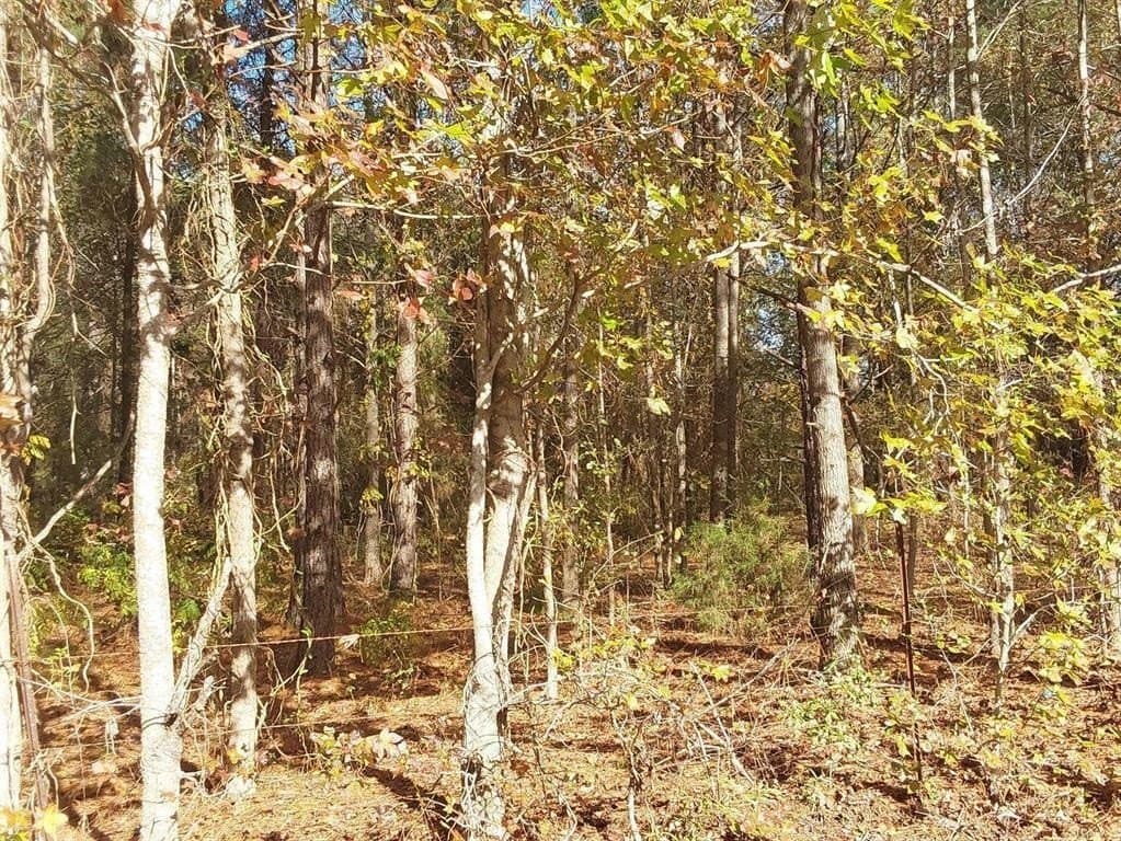 3 acres in Cass County - photo 4