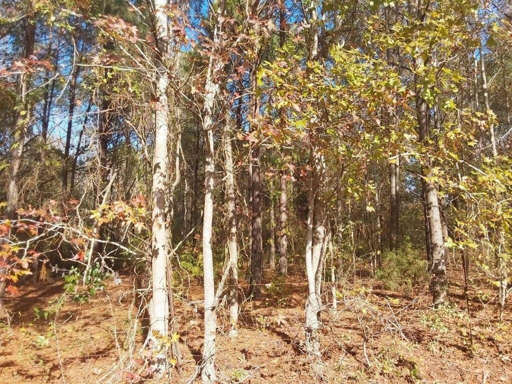 3 acres in Cass County - photo 5