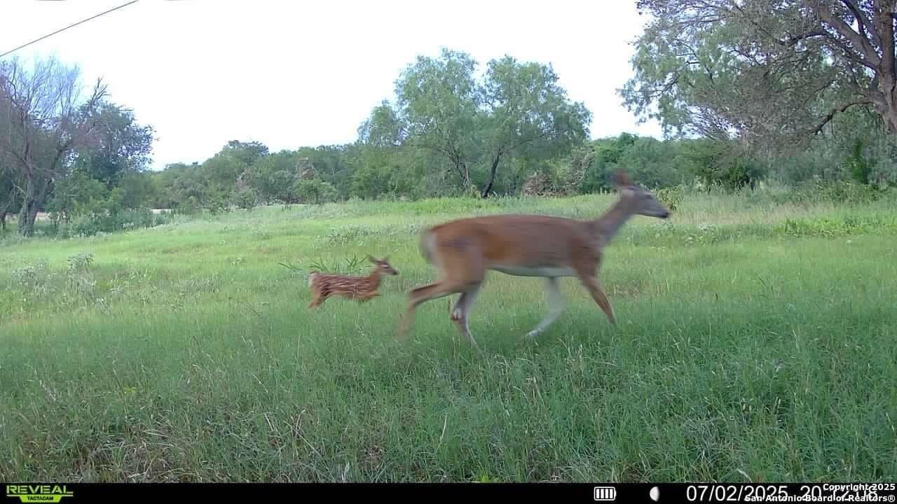 44.94 acres in Guadalupe County - photo 28