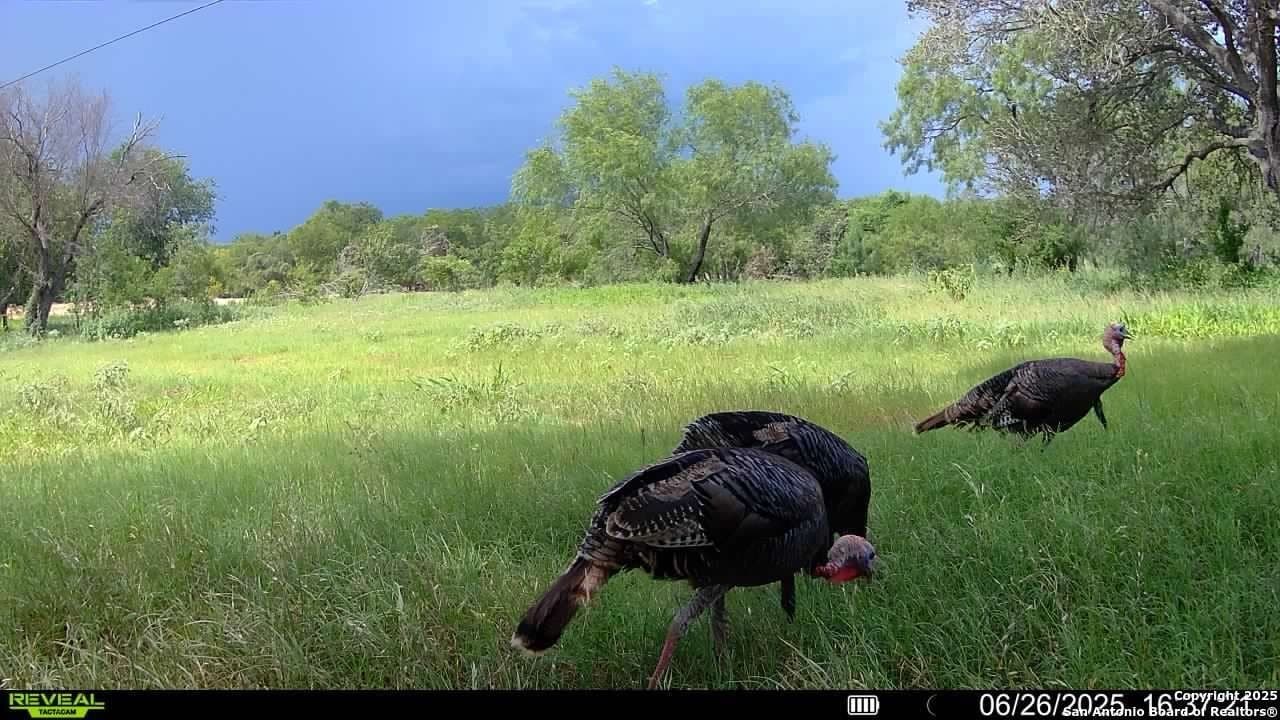 44.94 acres in Guadalupe County - photo 33