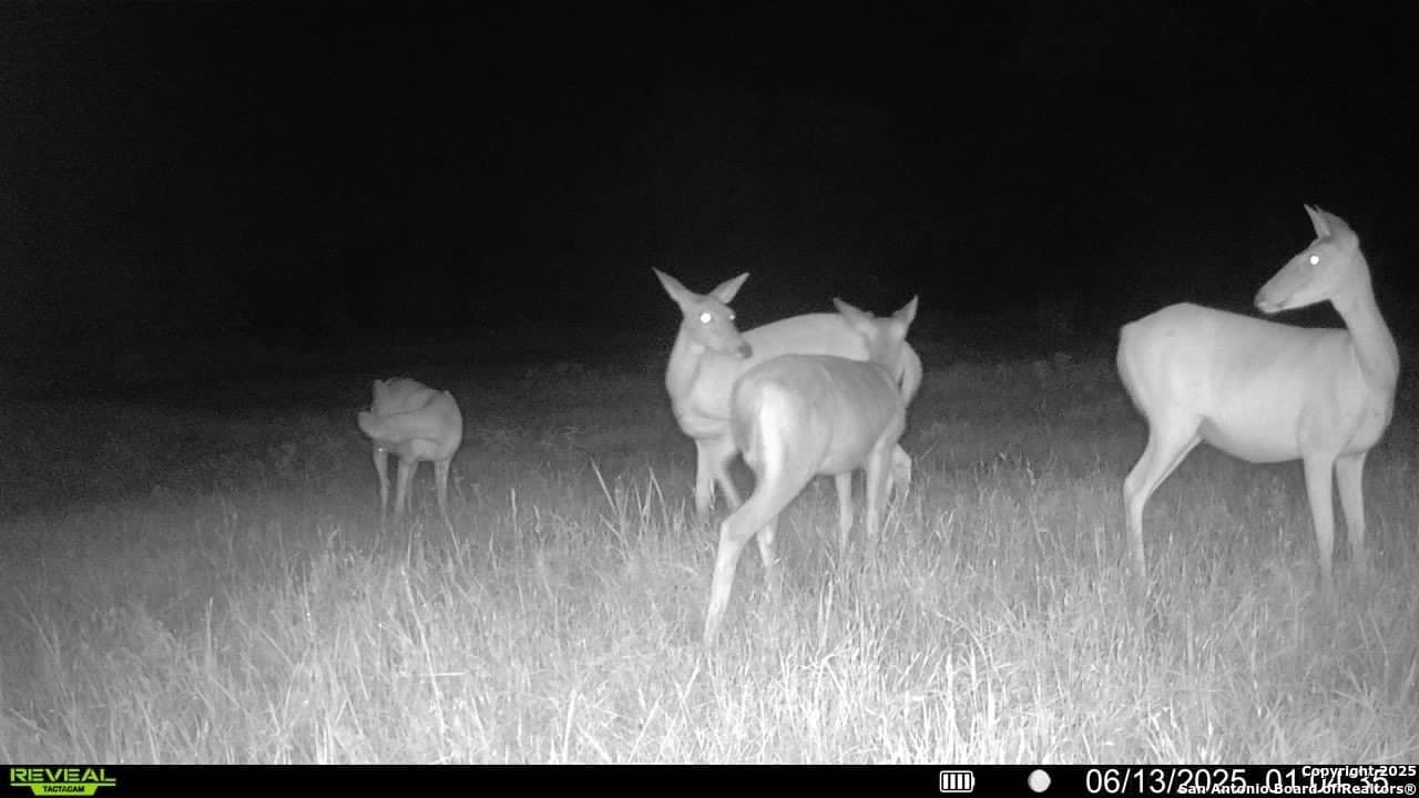 44.94 acres in Guadalupe County - photo 31