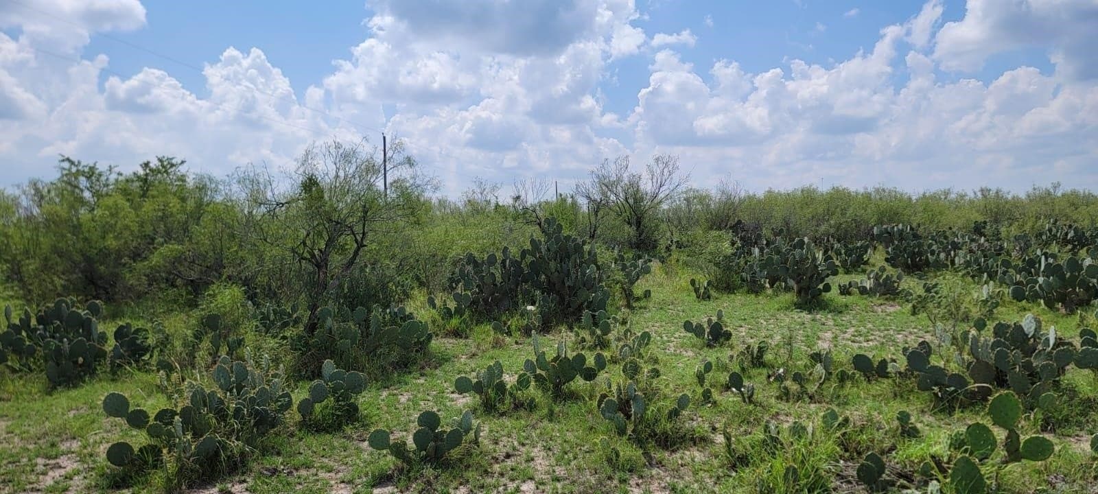 4.12 acres in Webb County - photo 6
