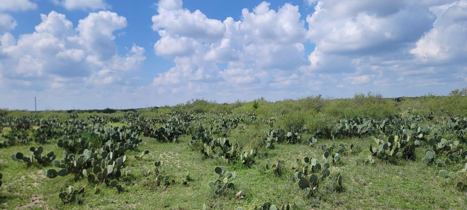 4.12 acres in Webb County - photo 8