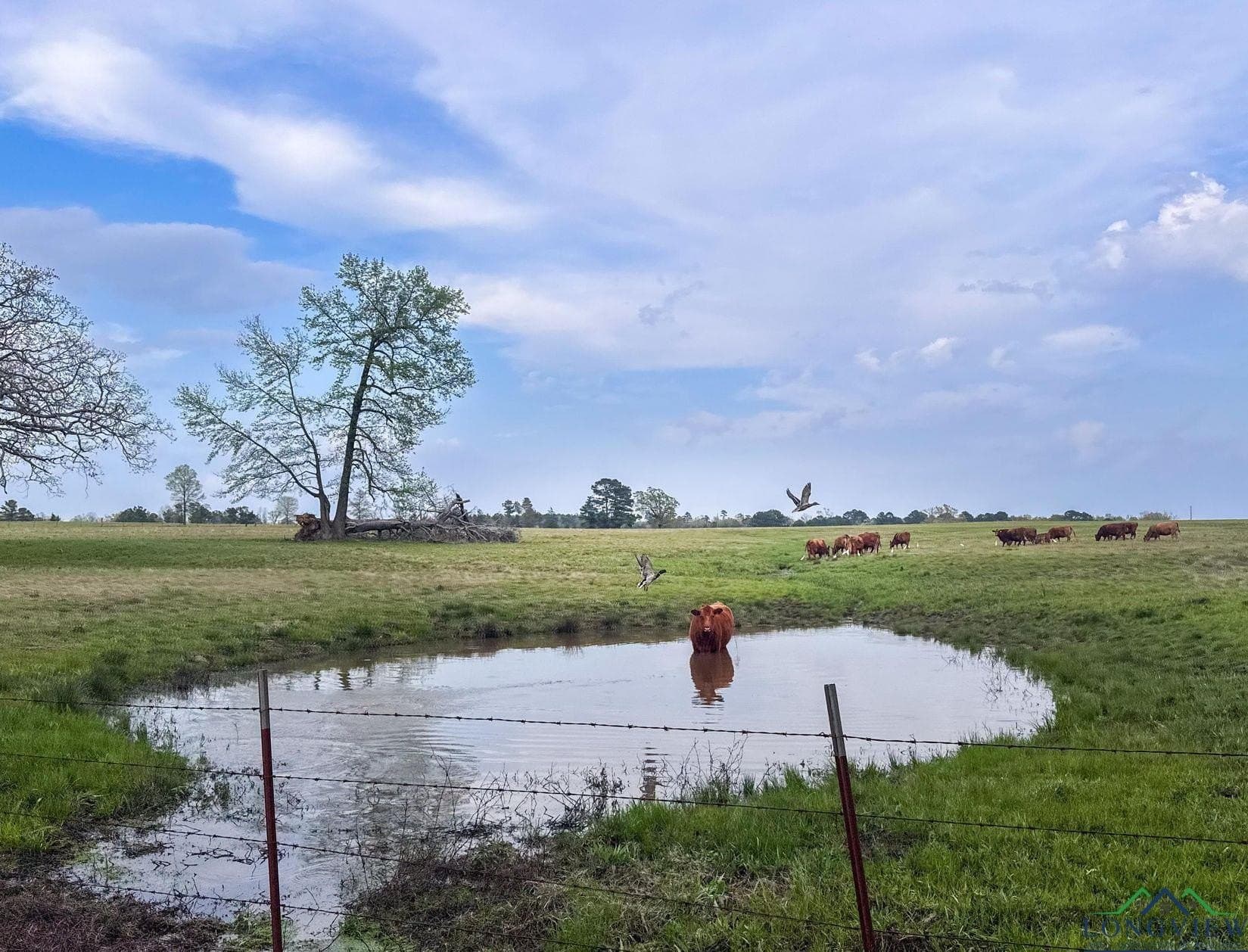180.5 acres in Cass County - photo 26