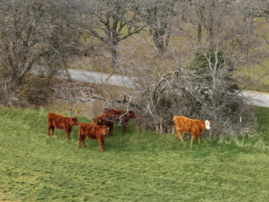 10.44 acres in Jack County - photo 4