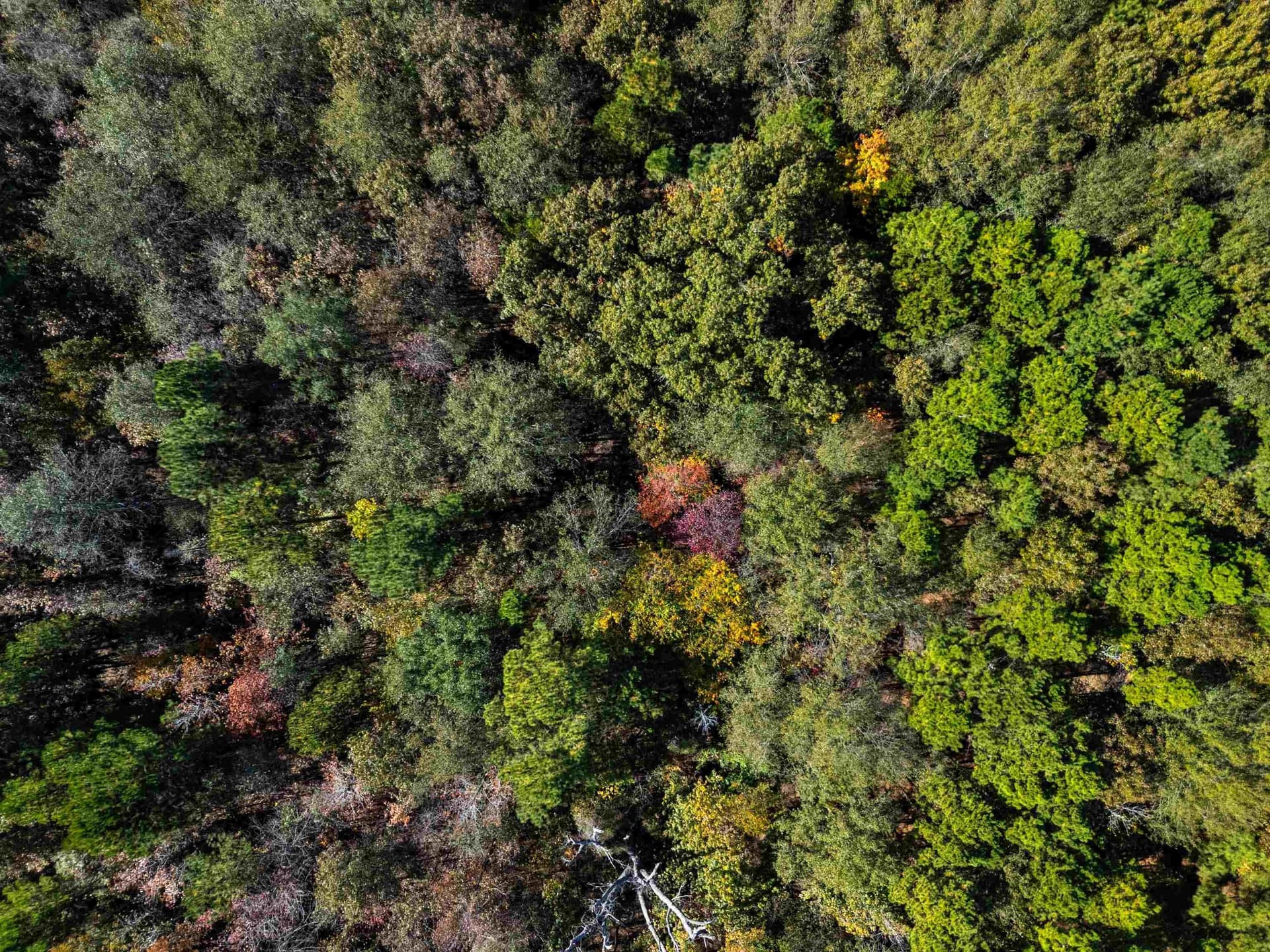 10.37 acres in Texas County - photo 16