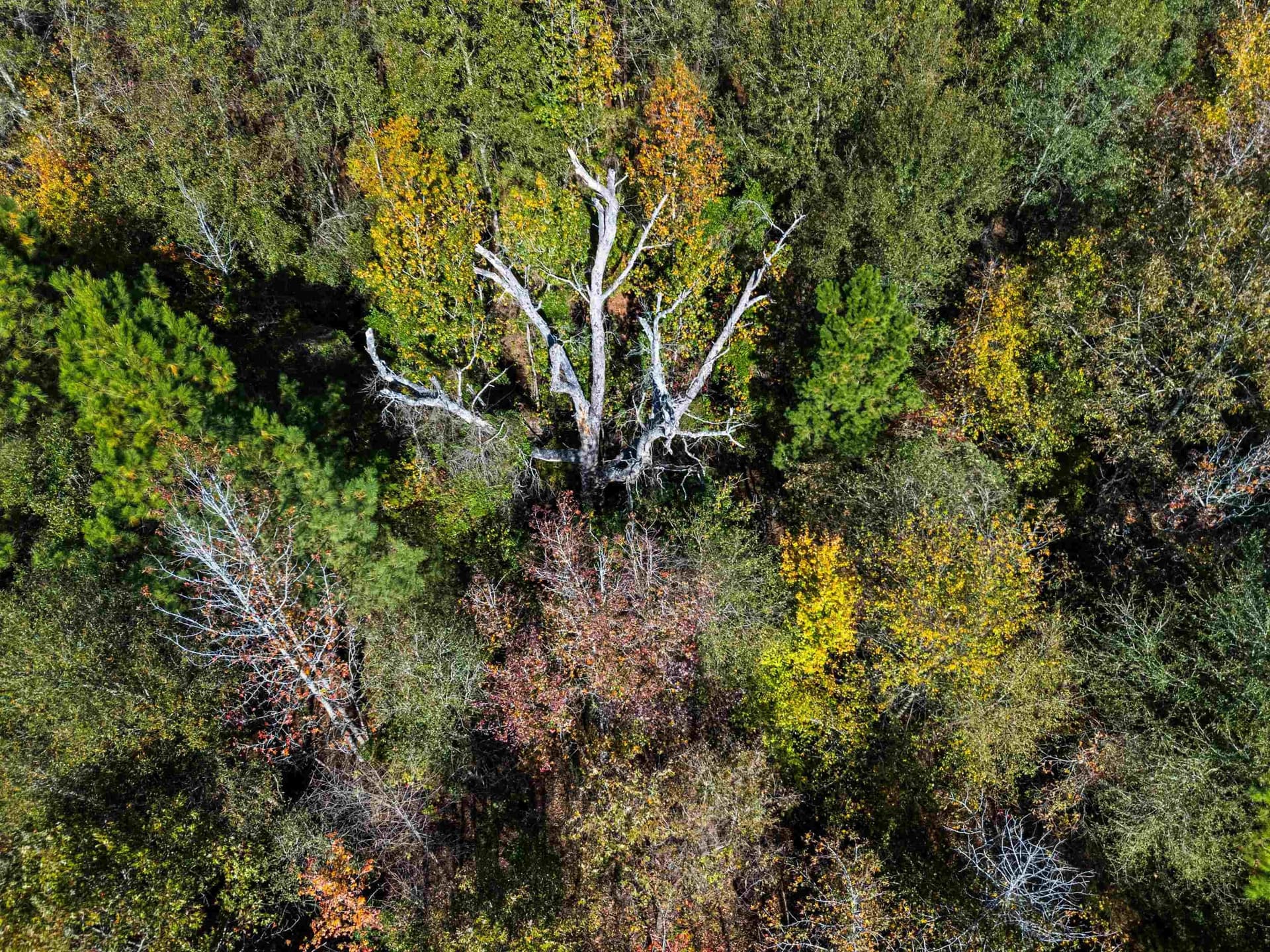 10.37 acres in Texas County - photo 17
