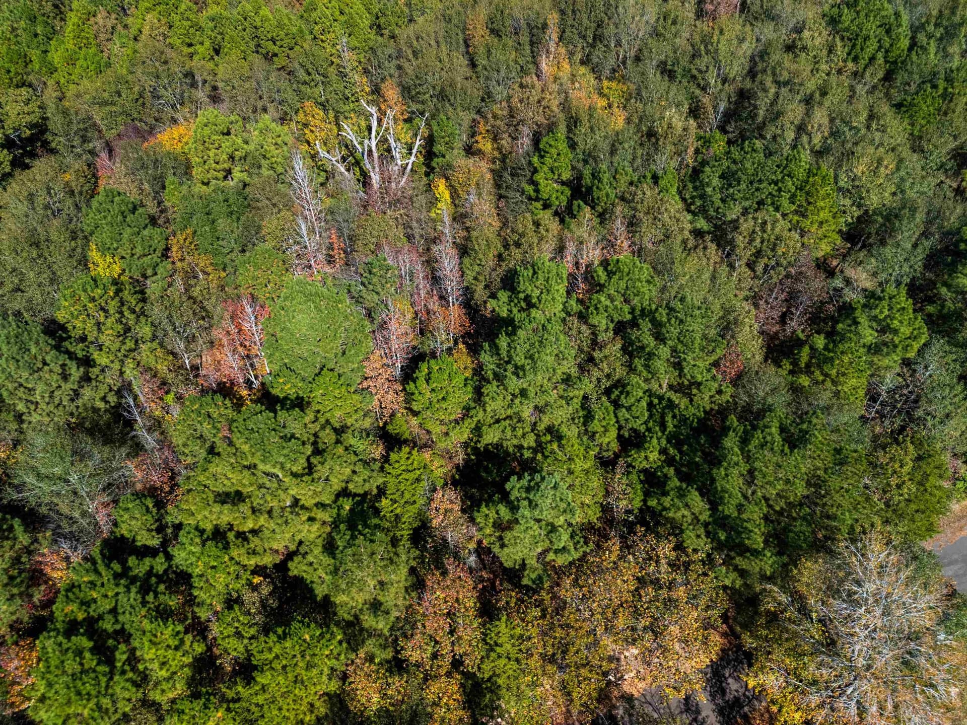 10.37 acres in Texas County - photo 18