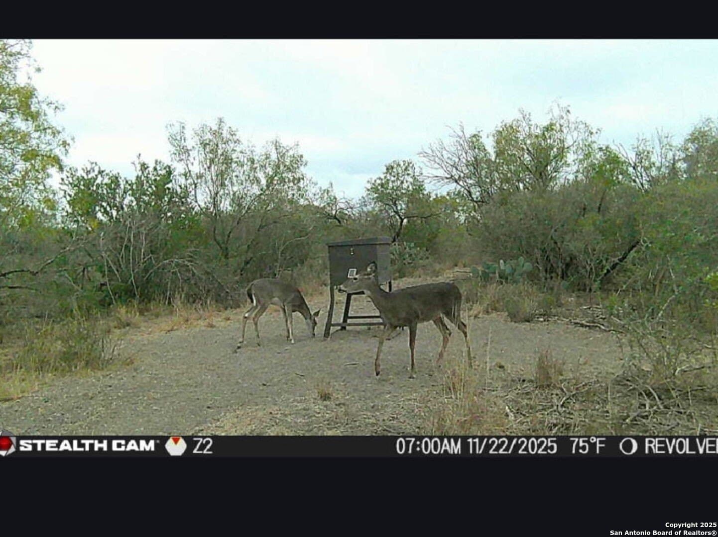 19.71 acres in McMullen County - photo 4