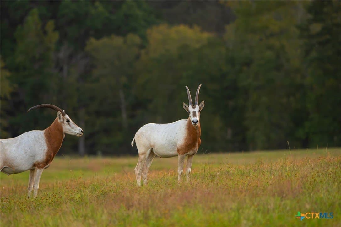 495 acres in Smith County - photo 34