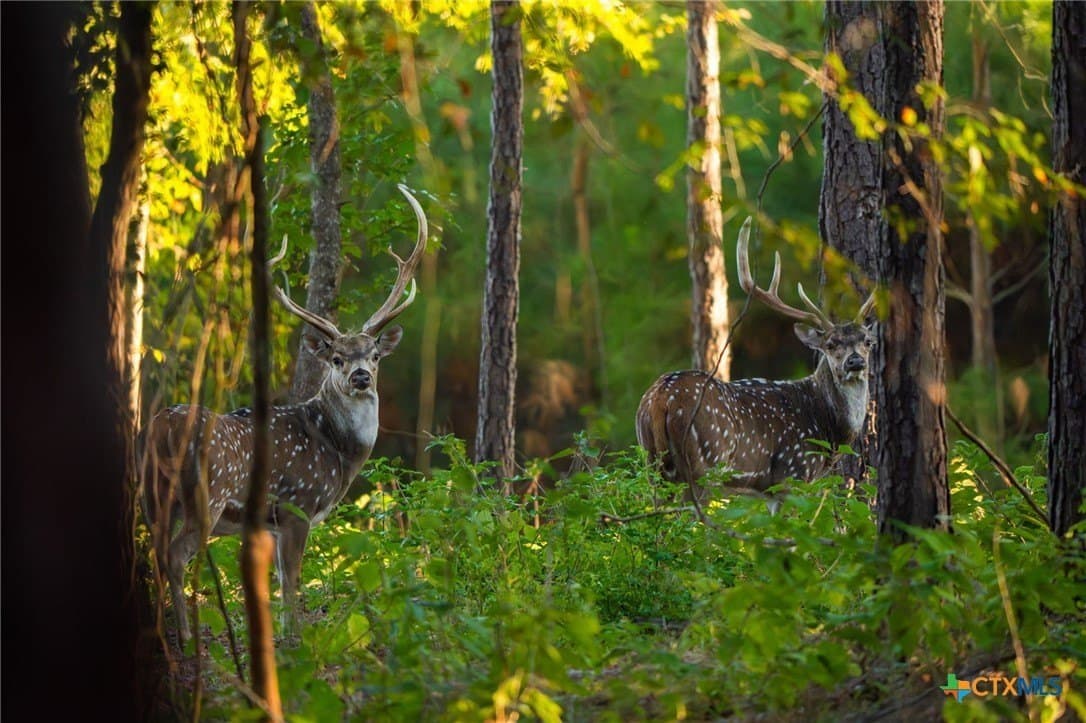 495 acres in Smith County - photo 4