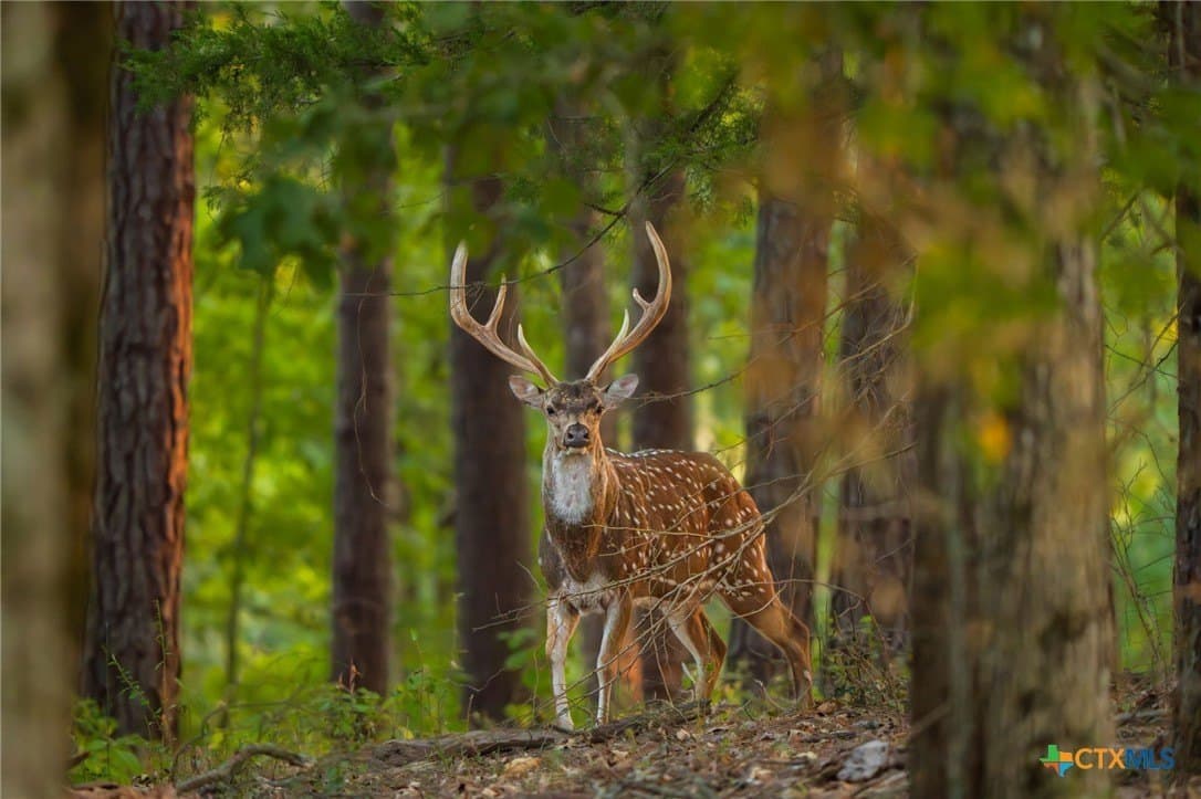 495 acres in Smith County - photo 16